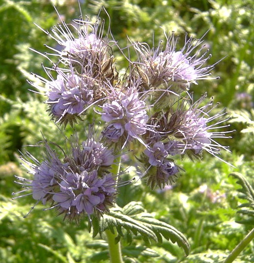 Phacelia Seed (Phacelia tanacetifolia)